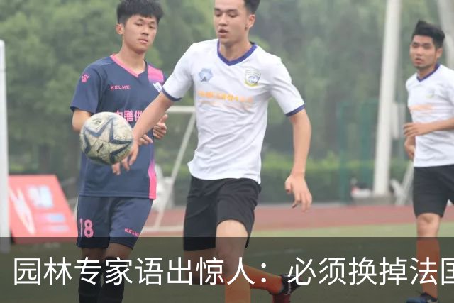 园林专家语出惊人：必须换掉法国梧桐，有很多中国好树被“雪藏”